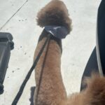 imagen de whatsapp 2025 10 16 a las 12.47.32 6fb0d666