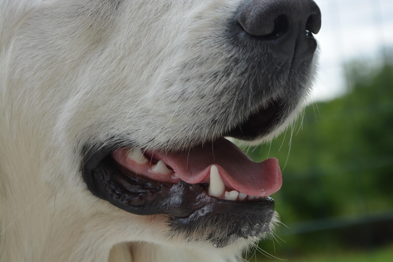 the mouth of a dog, fangs, teeth, pet, tongue, animal, dog