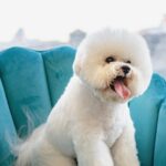 grooming, pet, dog, canine, pet salon, animal, groomer, puppy, pet care