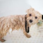 Cute wet puppy in bathtub looking up during bath time. Perfect pet grooming scene.