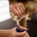 A close-up view of pet grooming focusing on a dog's paw being trimmed with special scissors, highlighting care and precision.