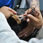 Veterinarian carefully examining a dog's ear during a routine check-up at a clinic.