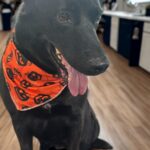 ba83c90d a75c 413f 88f3 e44551ec0bc9